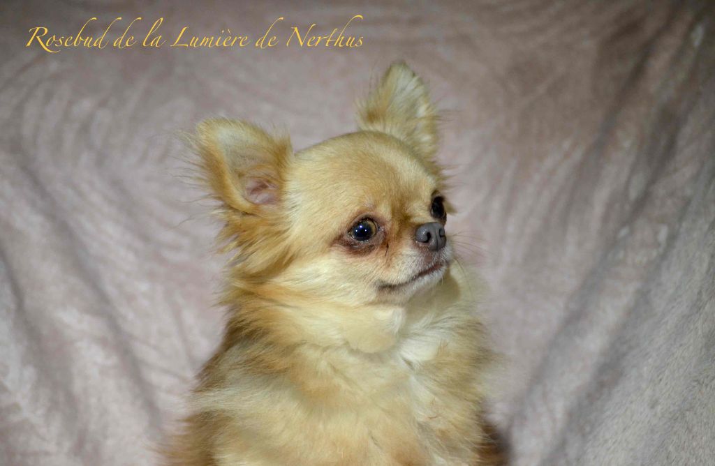Les Chihuahua de l'affixe De La Lumière De Nerthus