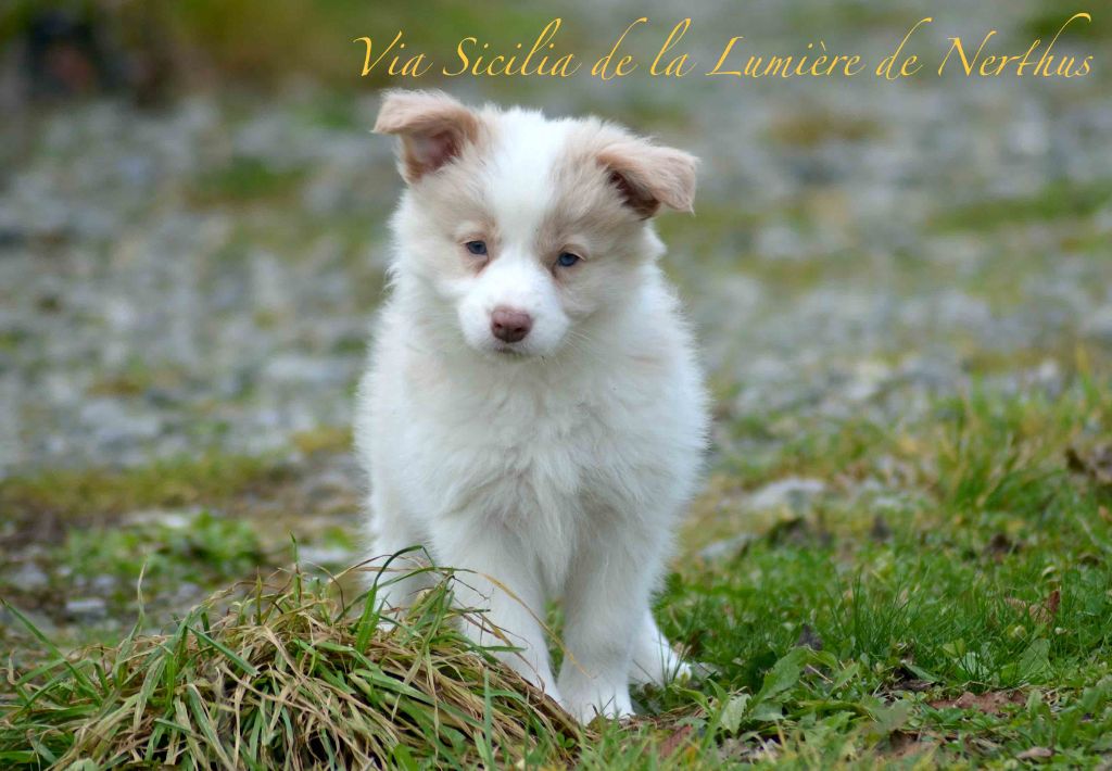 De La Lumière De Nerthus - Chiot disponible  - Border Collie