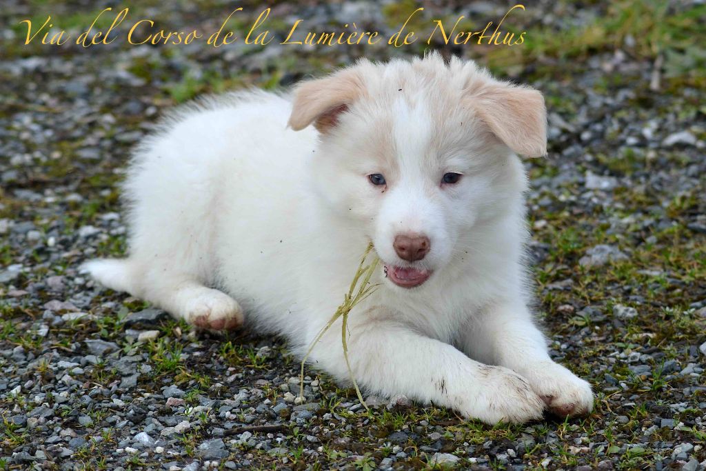 De La Lumière De Nerthus - Chiot disponible  - Border Collie