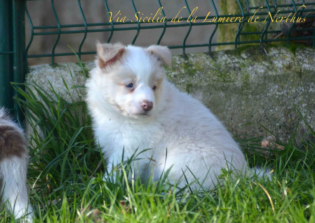 De La Lumière De Nerthus - Chiot disponible  - Border Collie