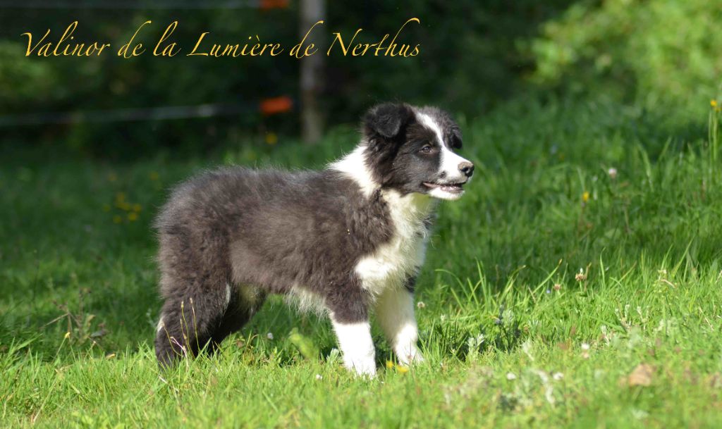 De La Lumière De Nerthus - Chiot disponible  - Border Collie