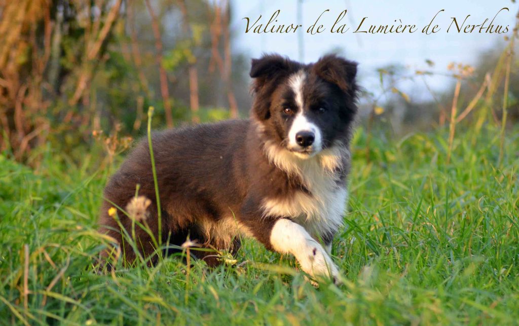 De La Lumière De Nerthus - Chiot disponible  - Border Collie