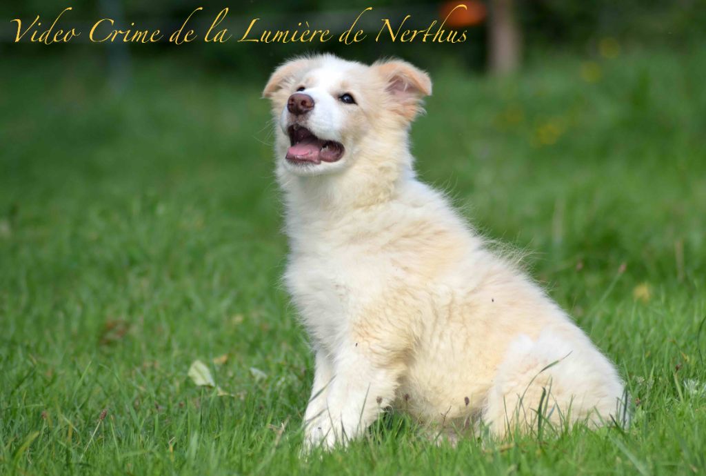 De La Lumière De Nerthus - Chiot disponible  - Border Collie