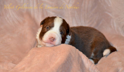 De La Lumière De Nerthus - Border Collie - Portée née le 09/05/2024