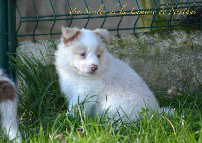 De La Lumière De Nerthus - Border Collie - Portée née le 05/12/2024