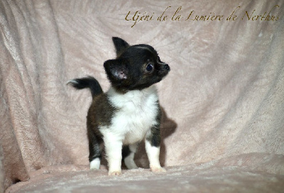 De La Lumière De Nerthus - Chihuahua - Portée née le 28/08/2023