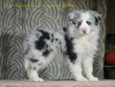 De La Lumière De Nerthus - Border Collie - Portée née le 27/10/2022