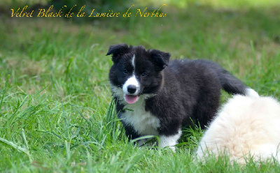 Velvet Black de la Lumière de Nerthus 