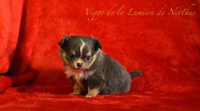 Viggo de la Lumière de Nerthus