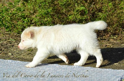 Via del Corso de la Lumière de Nerthus