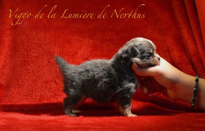 Viggo de la Lumière de Nerthus