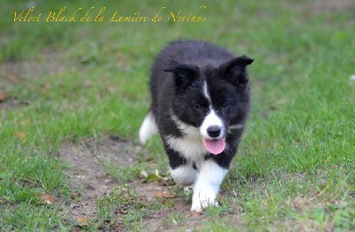 Velvet Black de la Lumière de Nerthus 