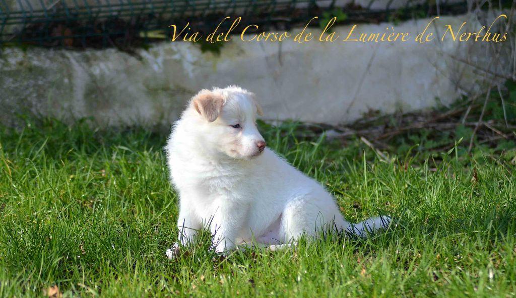 De La Lumière De Nerthus - Chiot disponible  - Border Collie