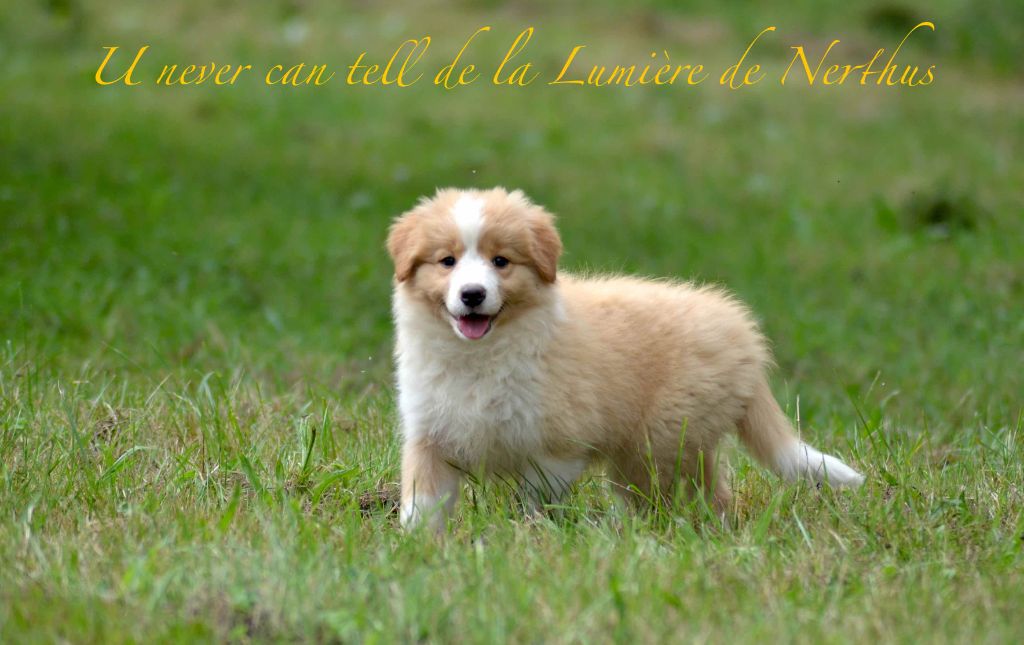 U never can tell de la lumière de nerthus De La Lumière De Nerthus