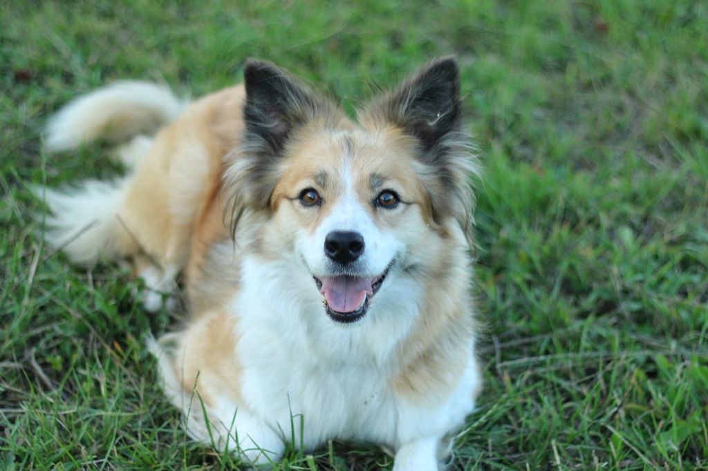 flame of pheonix Cayenne