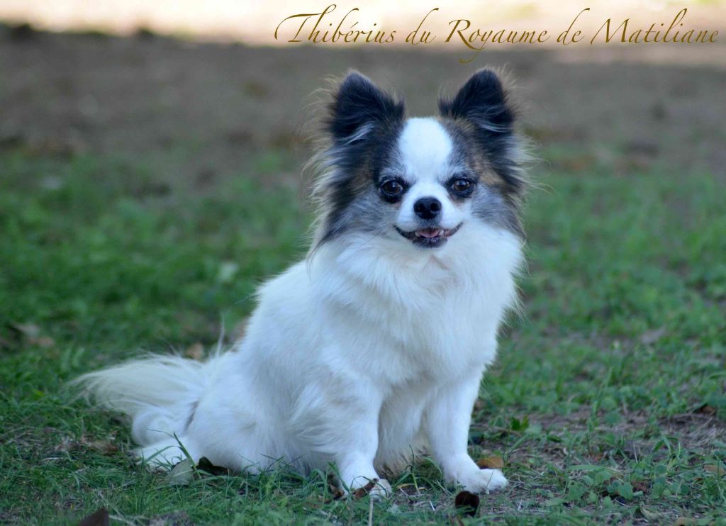 Thiberius Du royaume de Matiliane