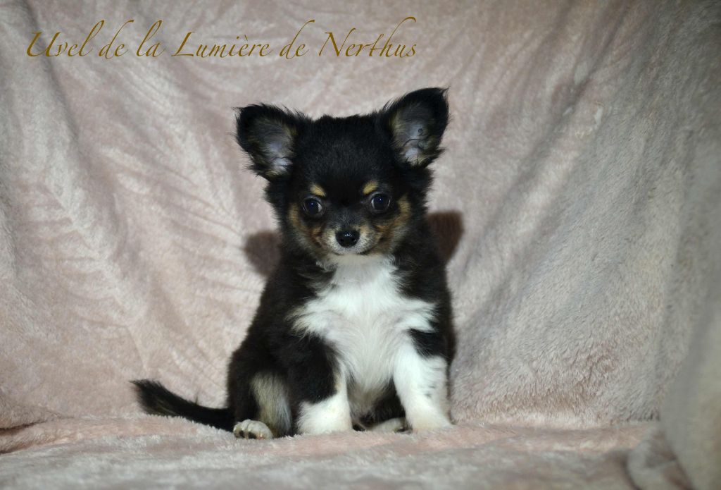 De La Lumière De Nerthus - Chihuahua - Portée née le 28/08/2023