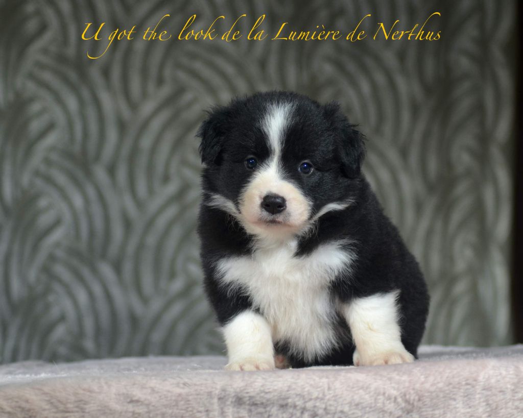 De La Lumière De Nerthus - Border Collie - Portée née le 19/07/2023