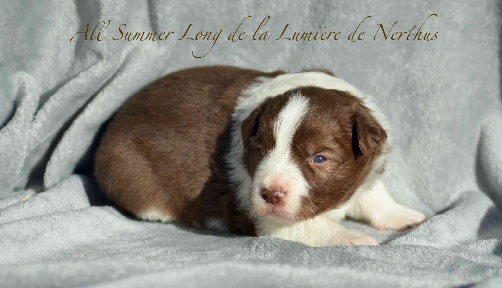 De La Lumière De Nerthus - Chiots disponibles - Border Collie