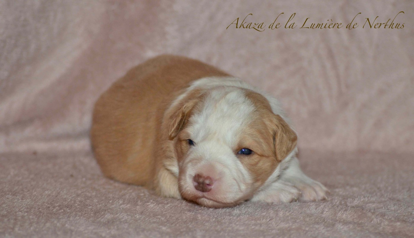 De La Lumière De Nerthus - Chiots disponibles - Border Collie