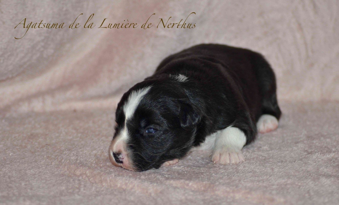 De La Lumière De Nerthus - Chiots disponibles - Border Collie