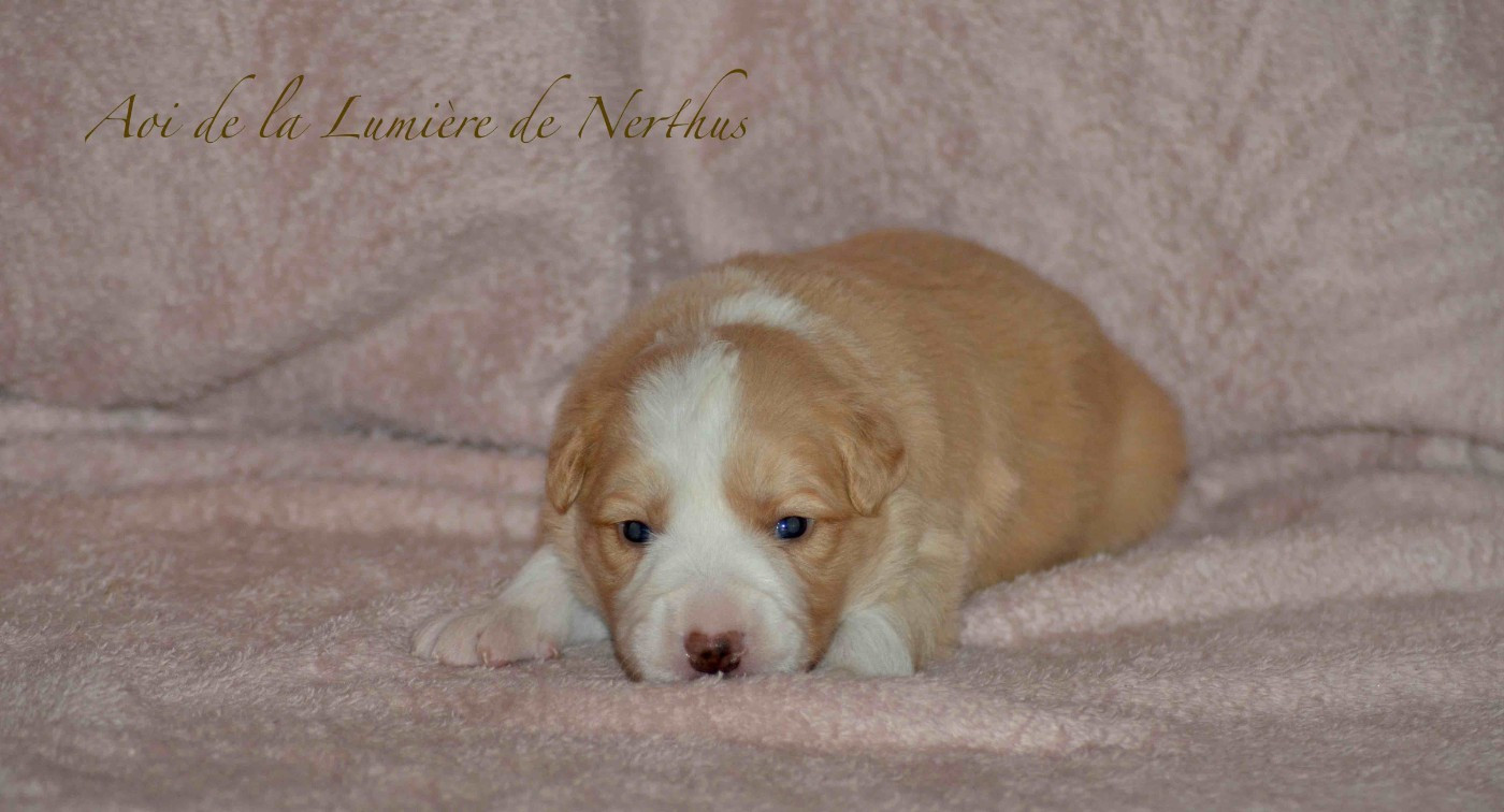 De La Lumière De Nerthus - Chiots disponibles - Border Collie