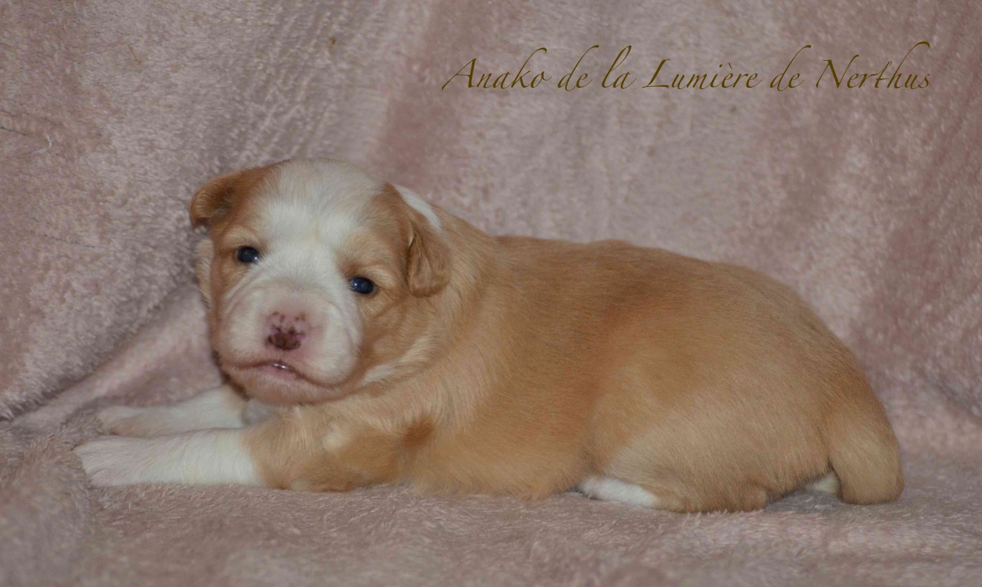 De La Lumière De Nerthus - Chiots disponibles - Border Collie