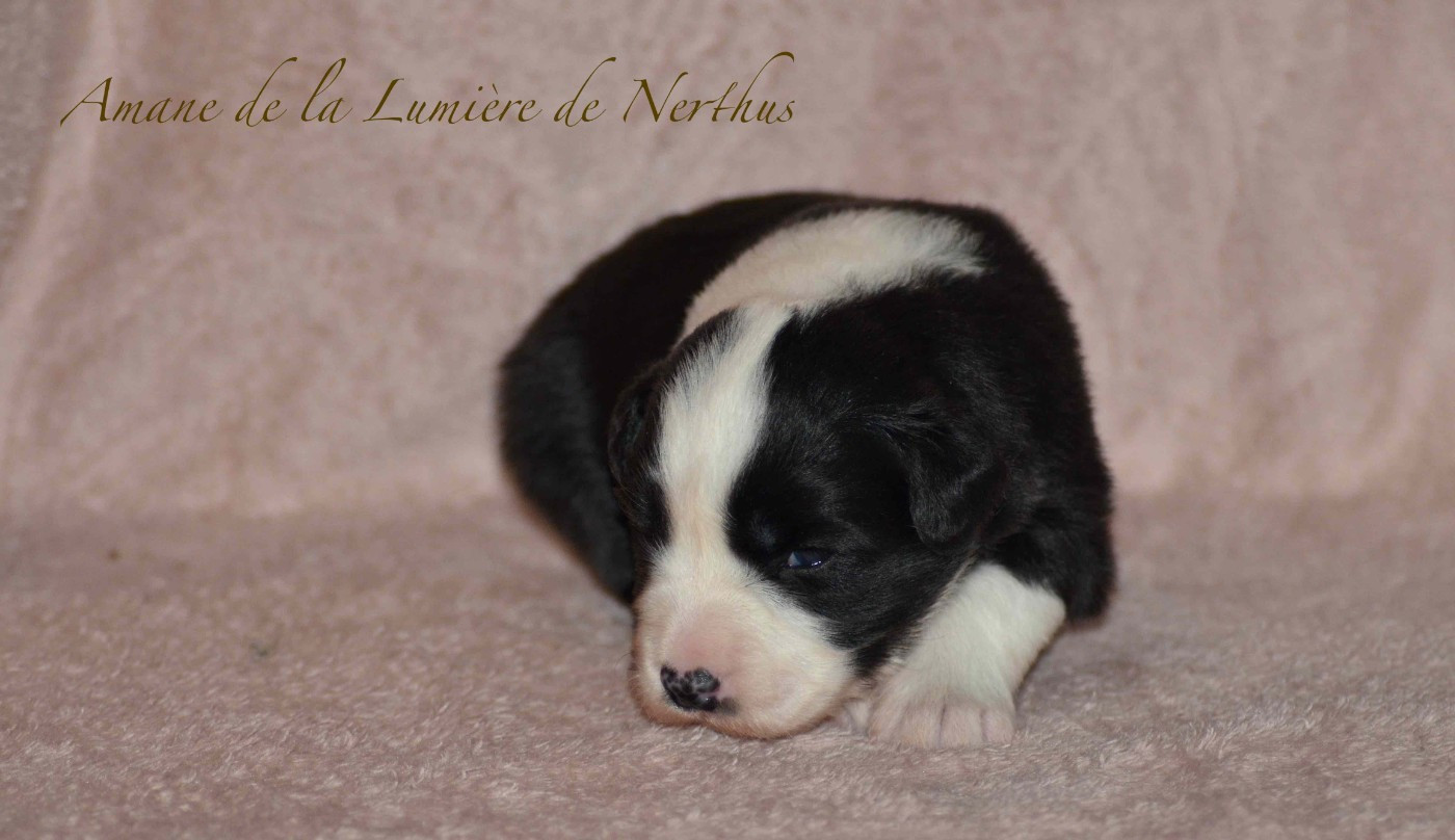 De La Lumière De Nerthus - Chiots disponibles - Border Collie