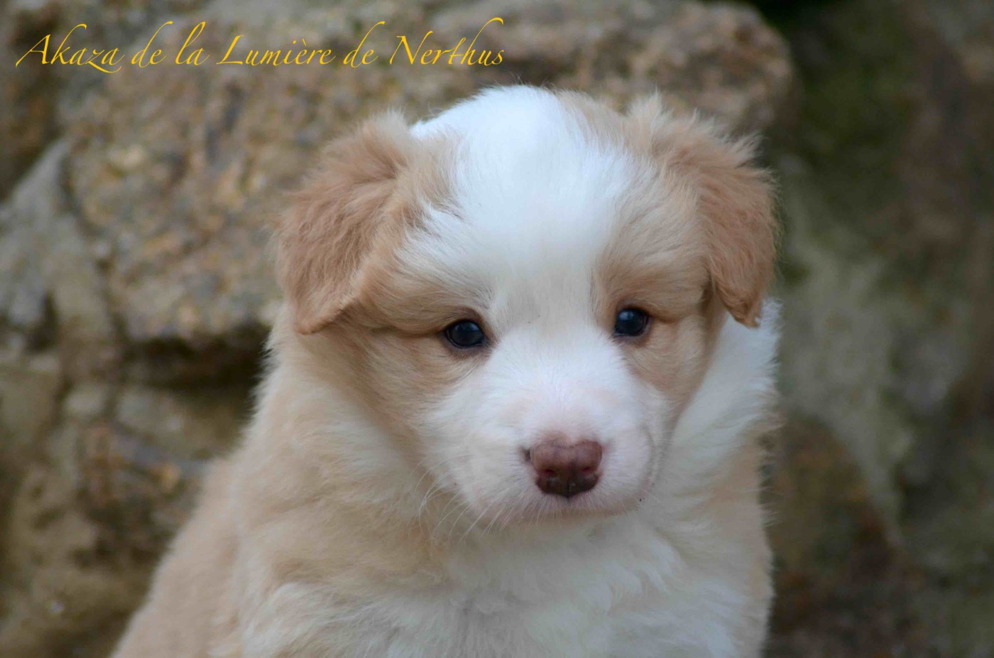 De La Lumière De Nerthus - Border Collie - Portée née le 14/10/2025