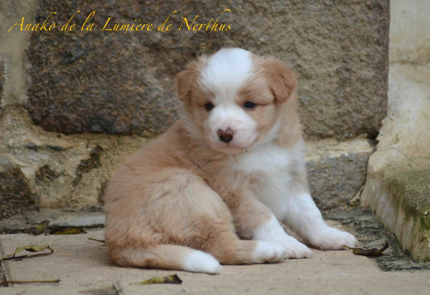 De La Lumière De Nerthus - Chiots disponibles - Border Collie