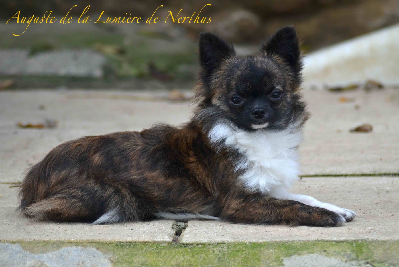 De La Lumière De Nerthus - Chiots disponibles - Chihuahua