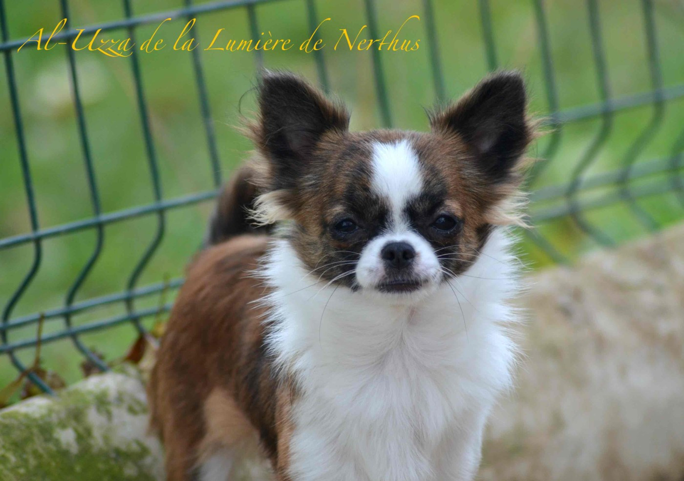 De La Lumière De Nerthus - Chiots disponibles - Chihuahua
