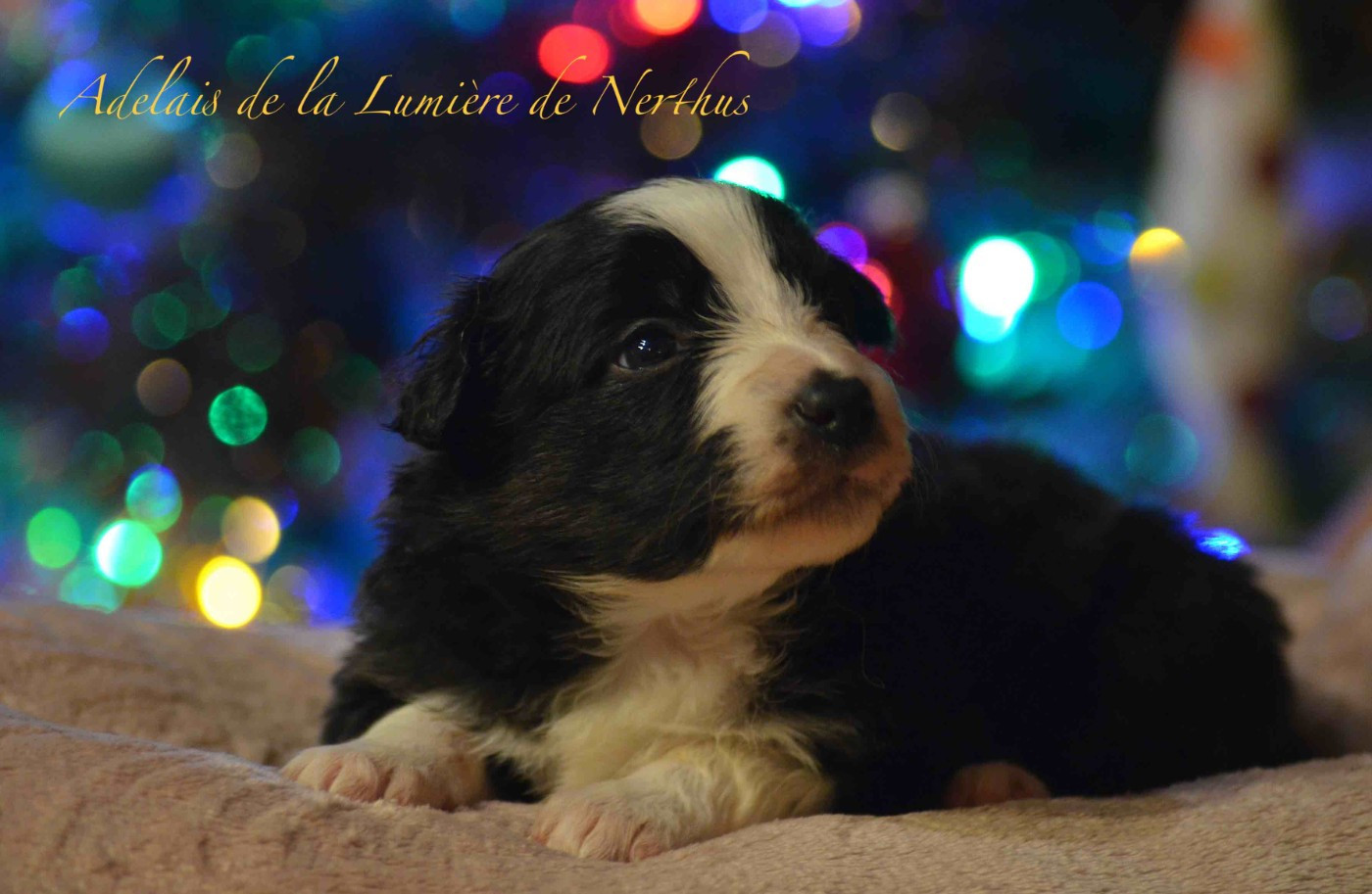 De La Lumière De Nerthus - Chiots disponibles - Border Collie