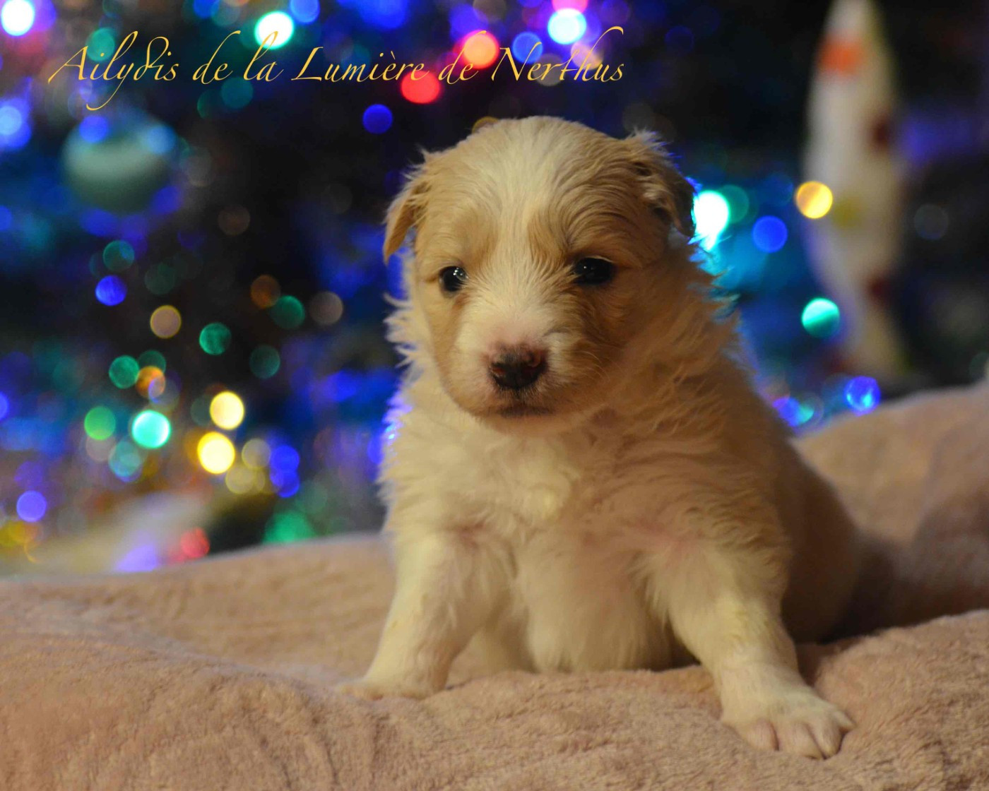 De La Lumière De Nerthus - Chiots disponibles - Border Collie