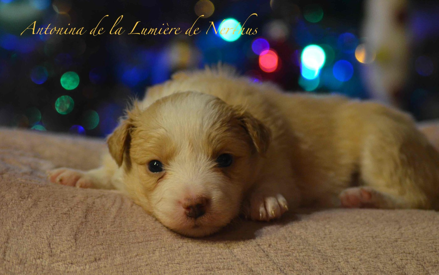 De La Lumière De Nerthus - Chiots disponibles - Border Collie