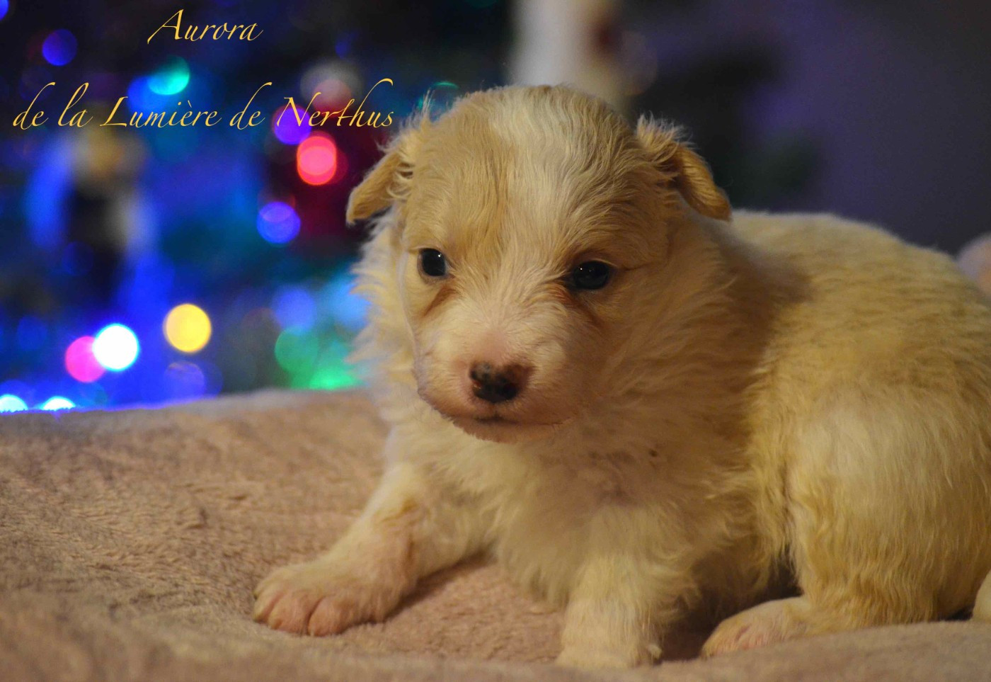 De La Lumière De Nerthus - Chiots disponibles - Border Collie