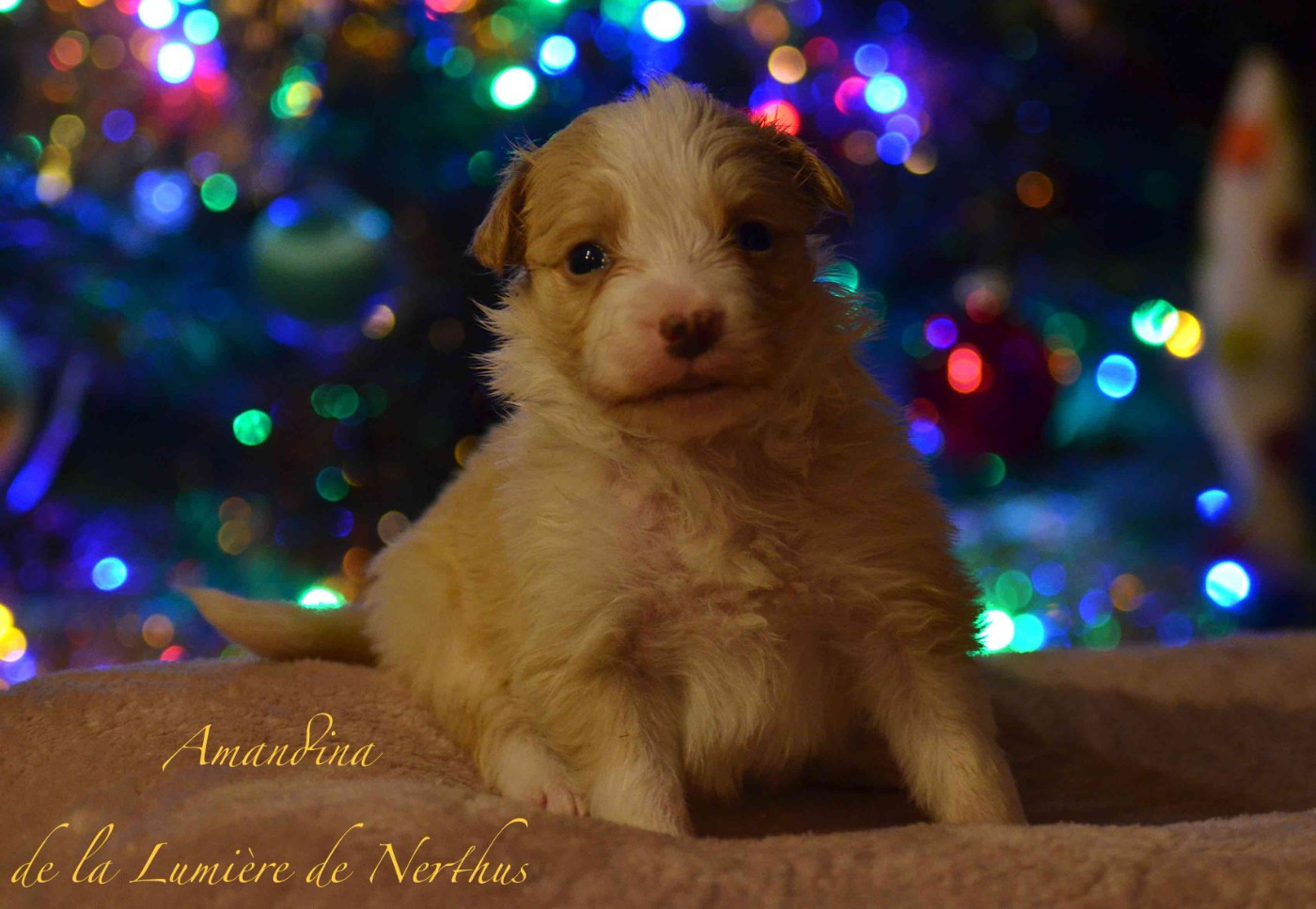 De La Lumière De Nerthus - Chiots disponibles - Border Collie