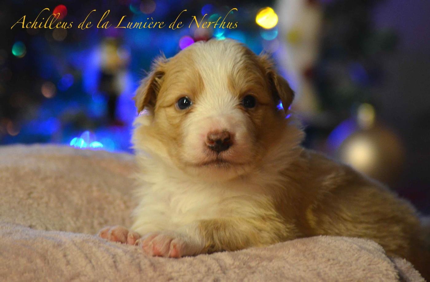 De La Lumière De Nerthus - Chiots disponibles - Border Collie