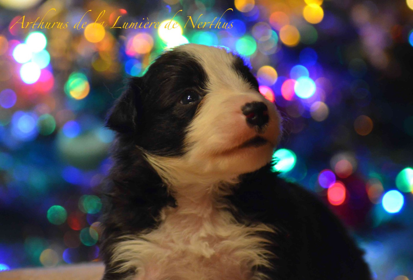 De La Lumière De Nerthus - Chiots disponibles - Border Collie
