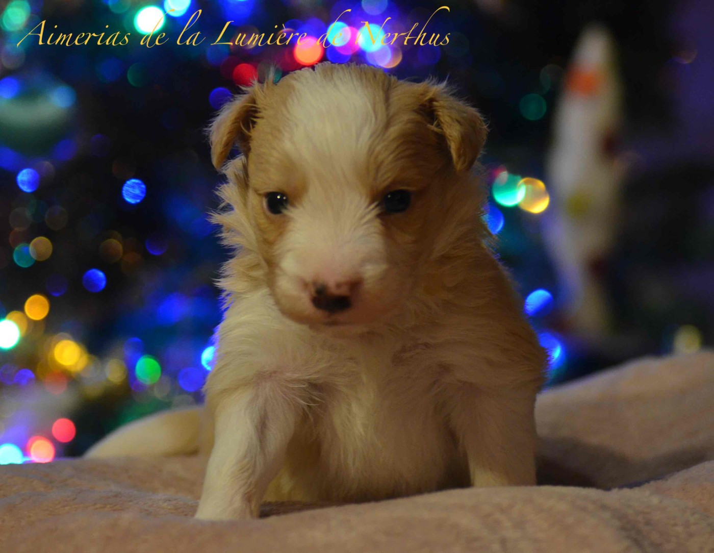 De La Lumière De Nerthus - Chiots disponibles - Border Collie