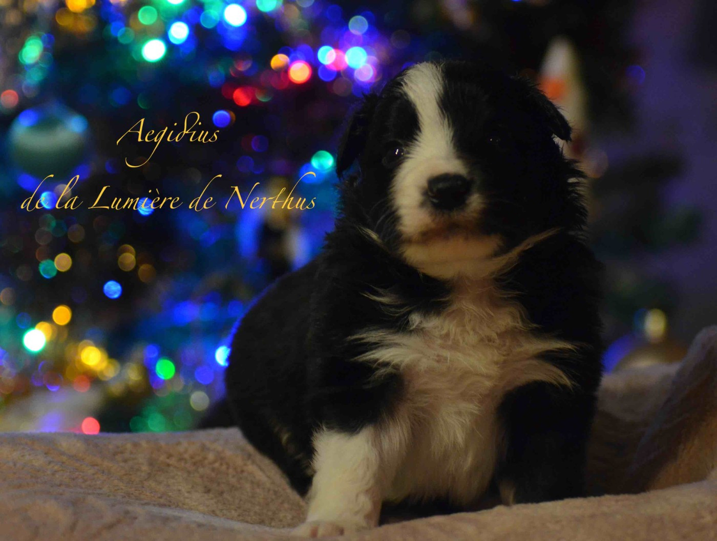 De La Lumière De Nerthus - Chiots disponibles - Border Collie