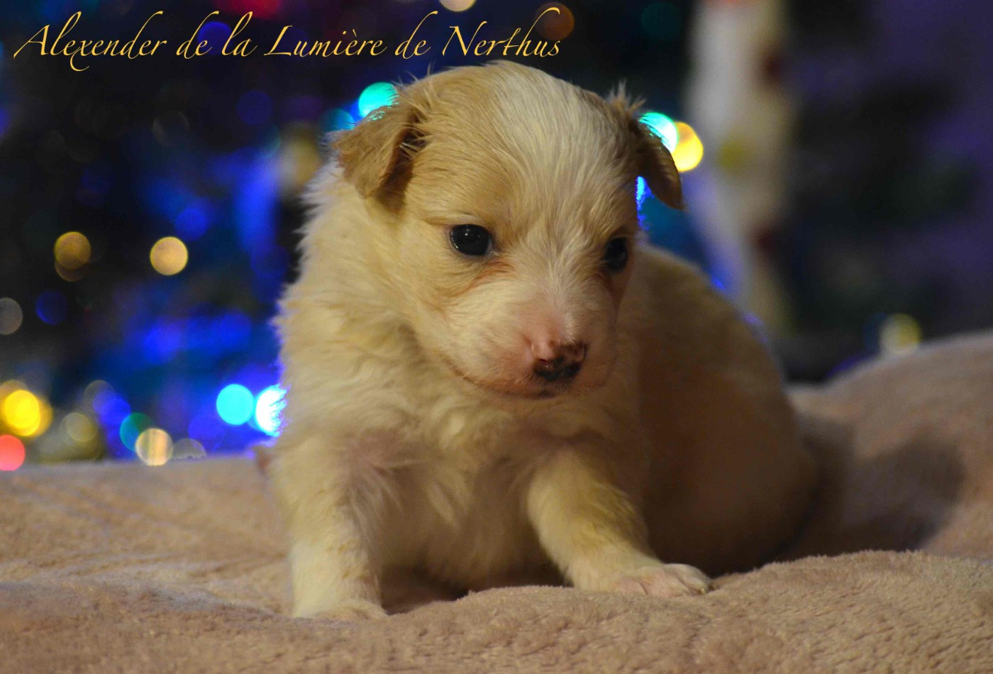 De La Lumière De Nerthus - Chiots disponibles - Border Collie