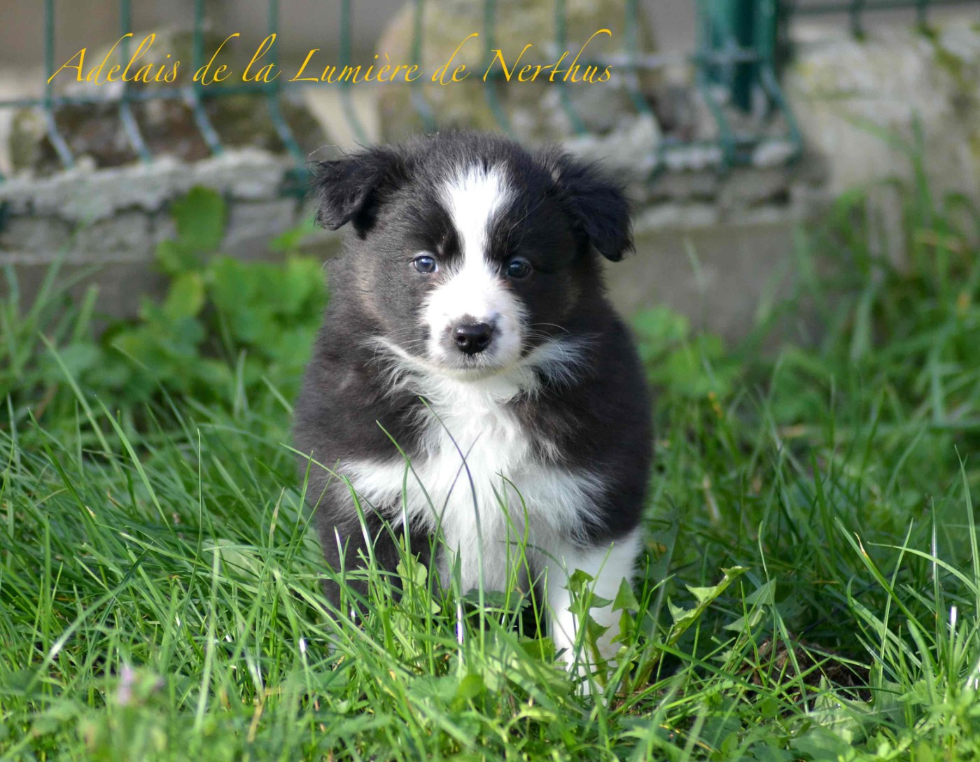 De La Lumière De Nerthus - Chiots disponibles - Border Collie
