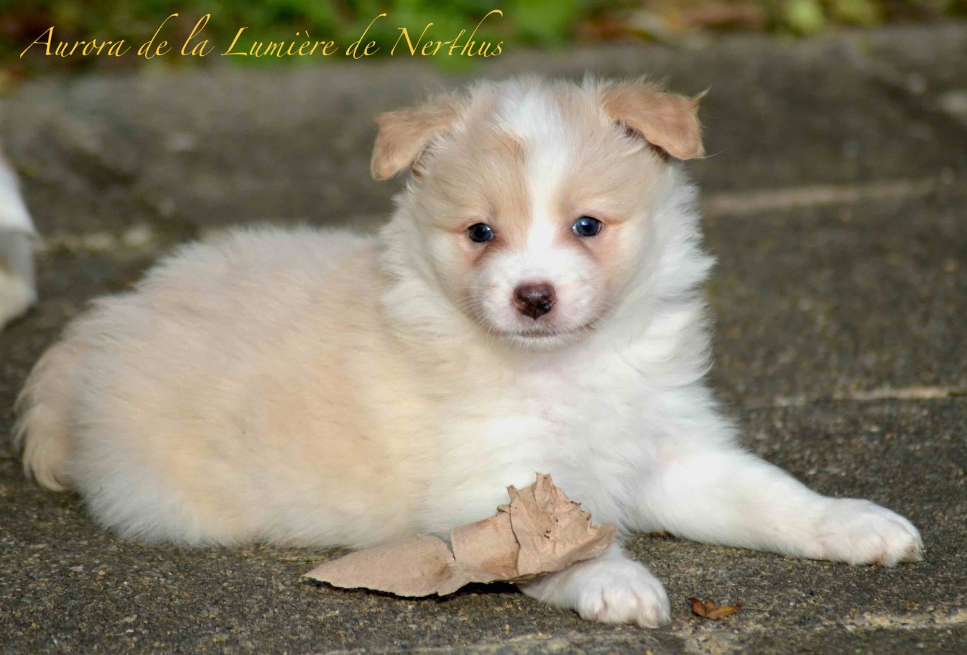 De La Lumière De Nerthus - Chiots disponibles - Border Collie