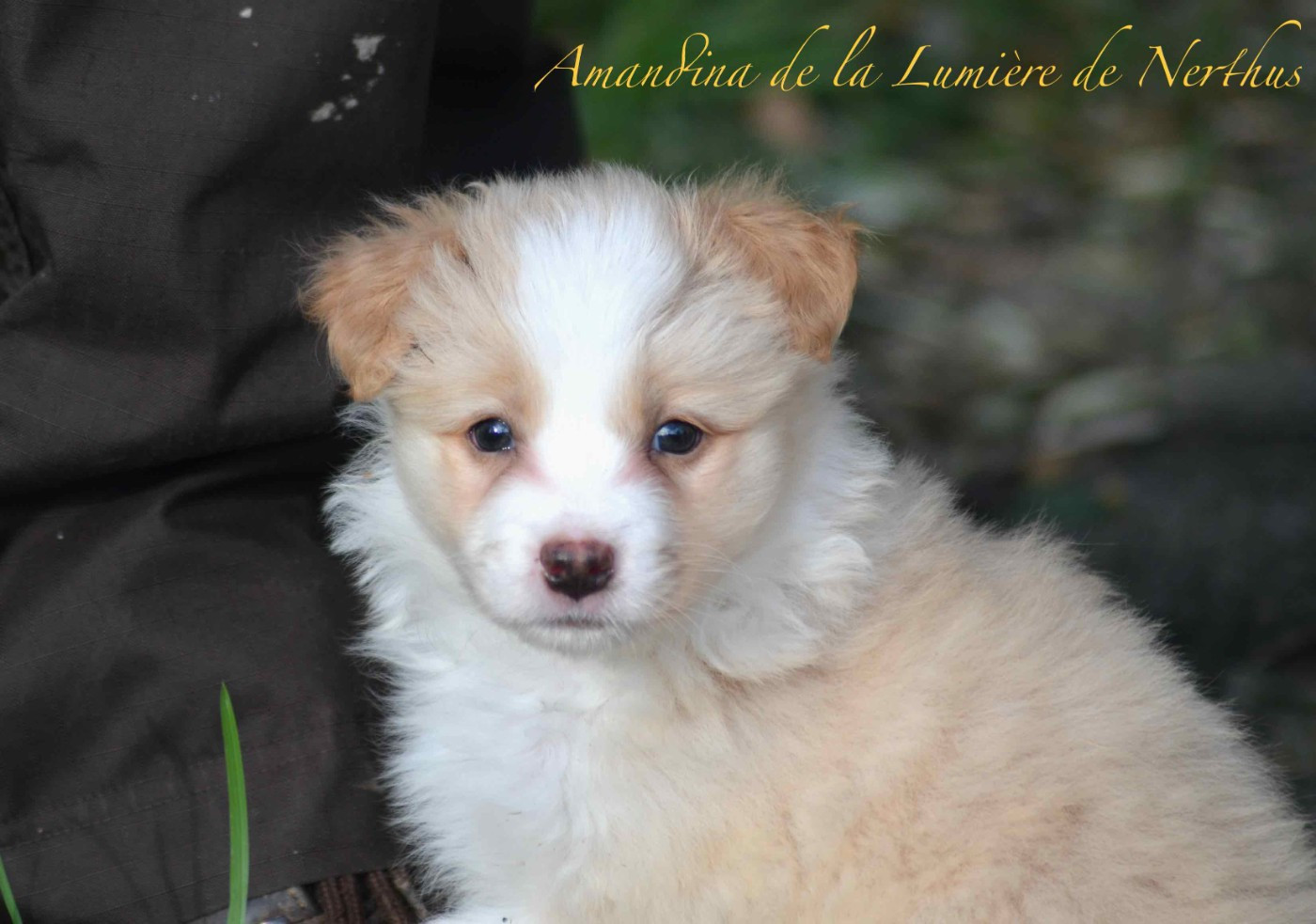 De La Lumière De Nerthus - Chiots disponibles - Border Collie