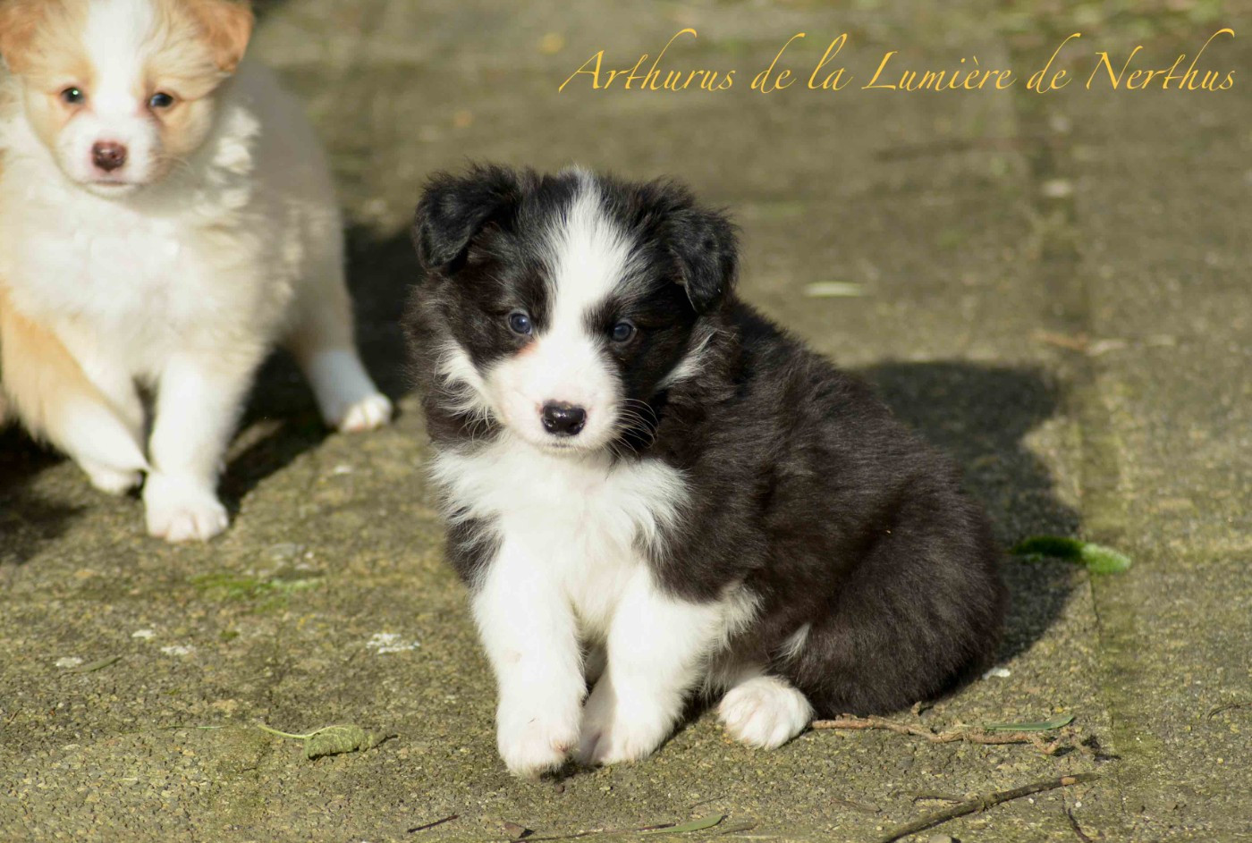 De La Lumière De Nerthus - Chiots disponibles - Border Collie