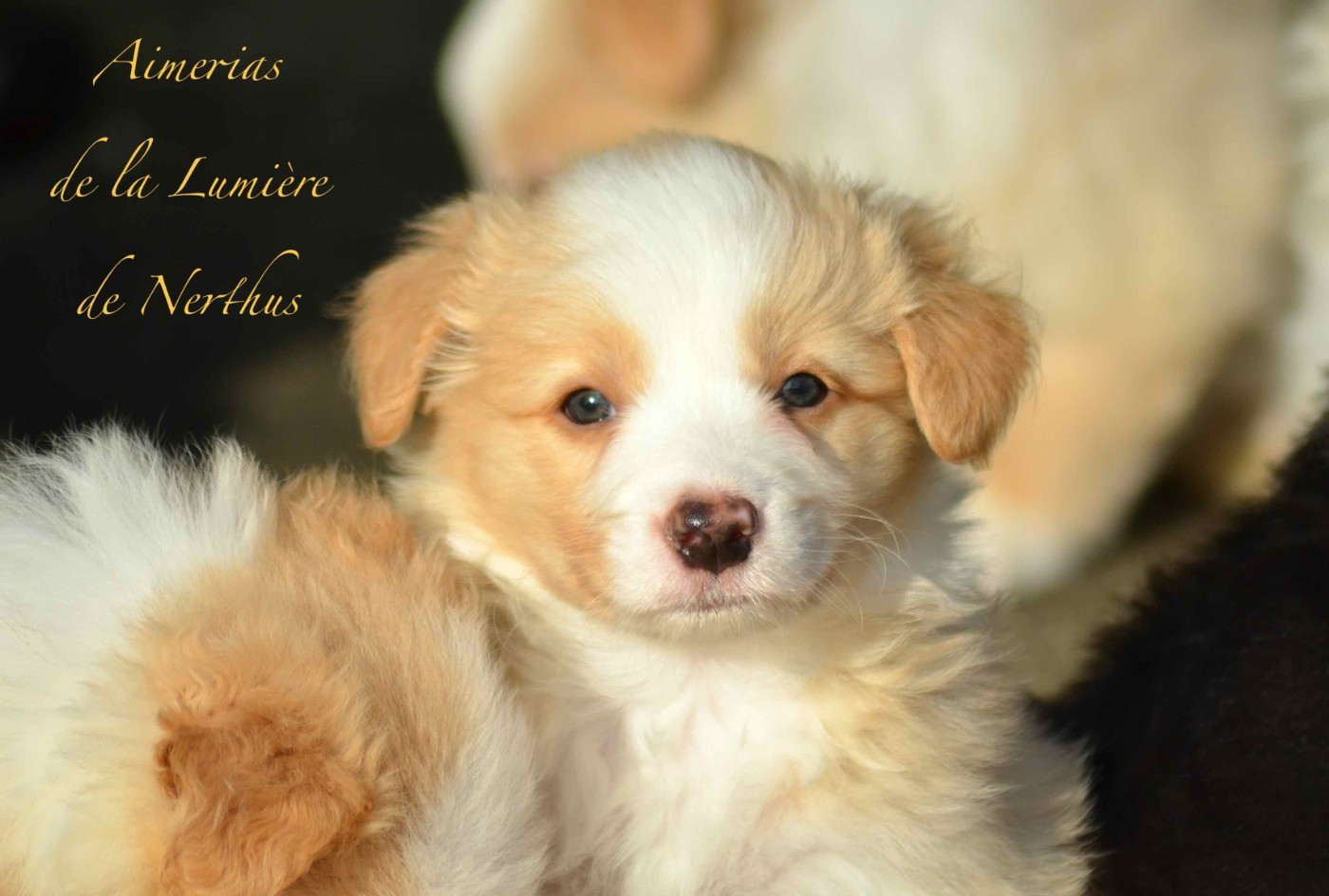 De La Lumière De Nerthus - Chiots disponibles - Border Collie
