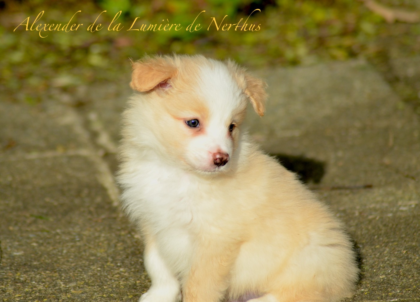 De La Lumière De Nerthus - Chiots disponibles - Border Collie