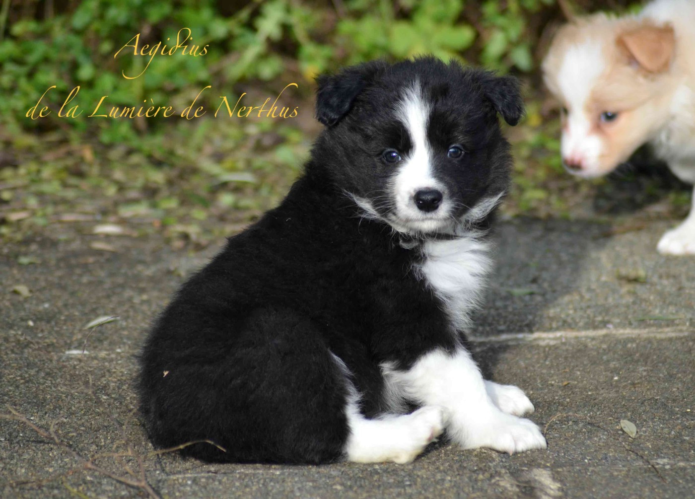 De La Lumière De Nerthus - Chiots disponibles - Border Collie