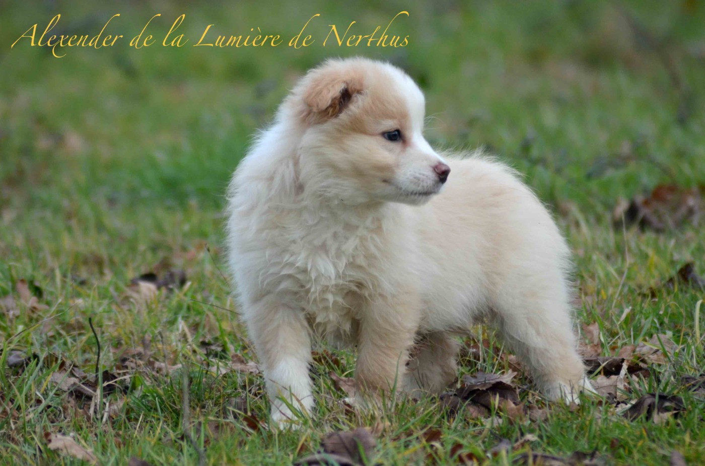 De La Lumière De Nerthus - Chiots disponibles - Border Collie